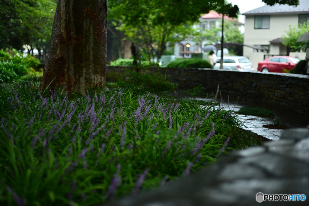 秋雨の山手にて