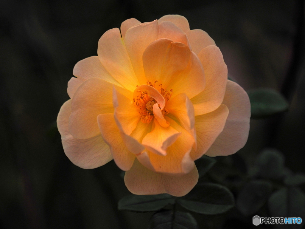 Rose light