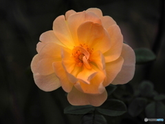 Rose light