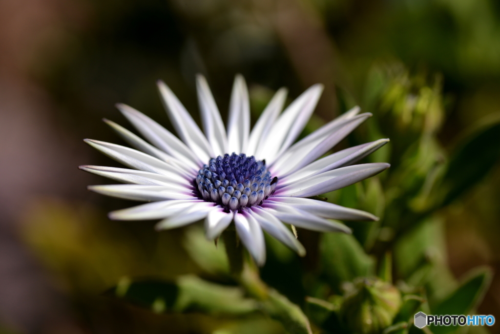 Osteospermum
