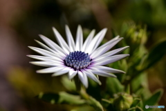 Osteospermum