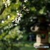 三渓園の春