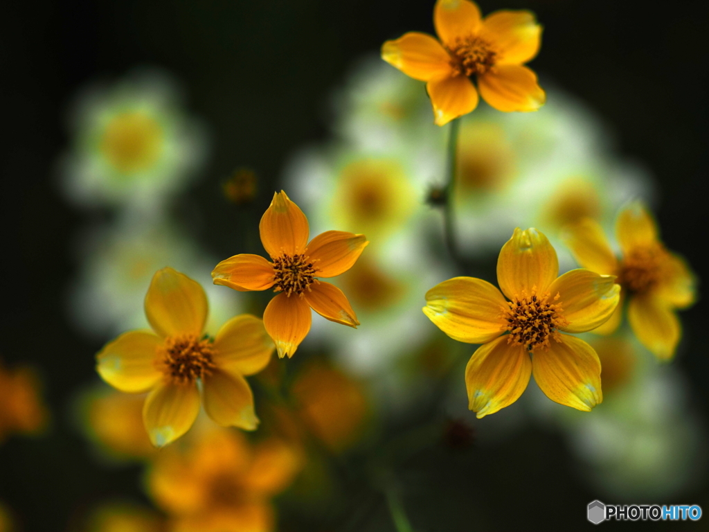 Winter cosmos