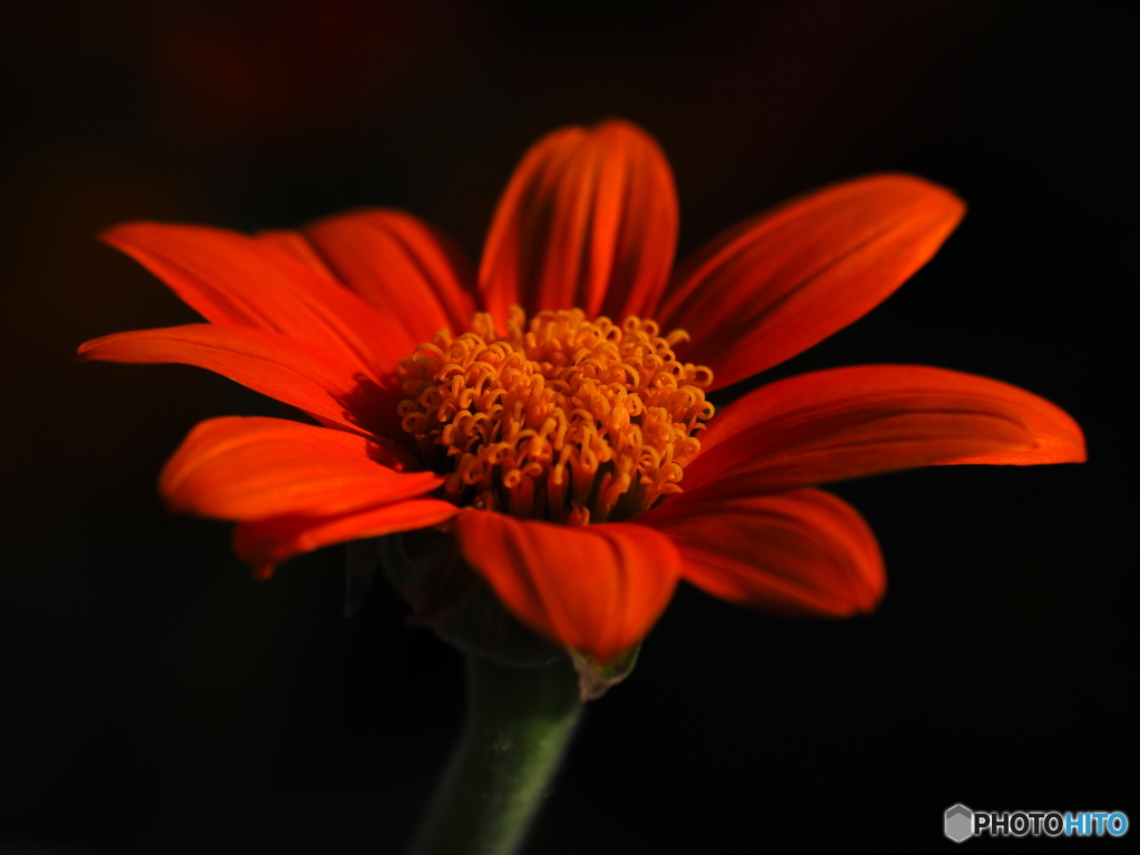 Mexican sunflower