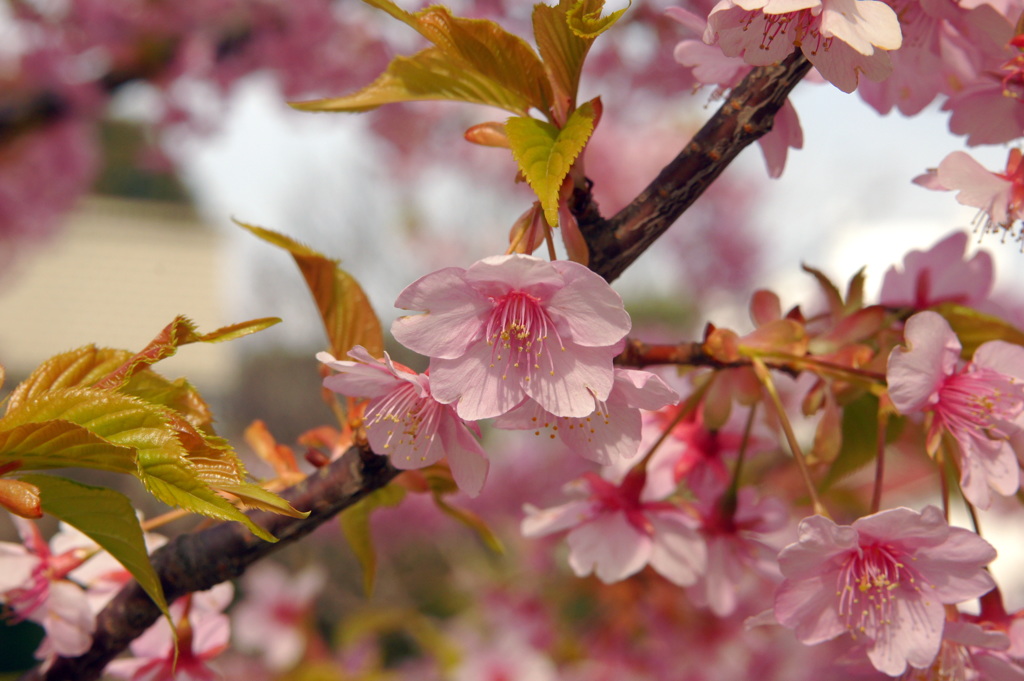 山手の河津桜-2