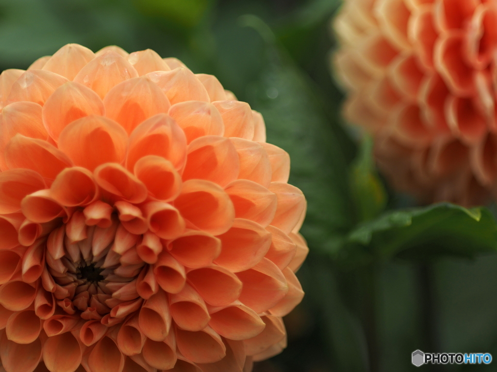 花の季節　ダリアへ