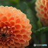 花の季節　ダリアへ