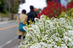 山手の雪柳