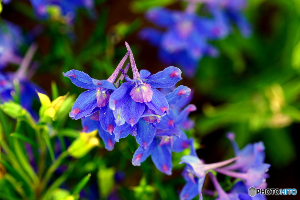 BLUE FLOWER