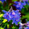 BLUE FLOWER