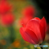 春　春　春