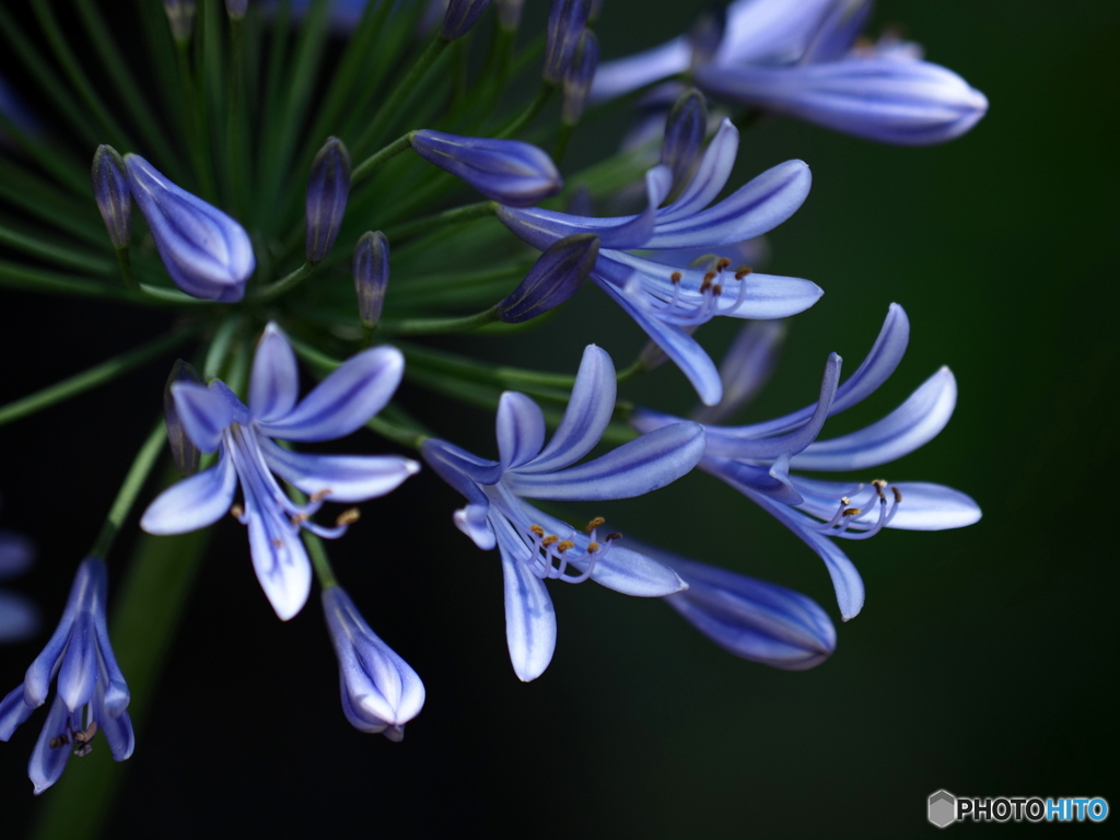 愛の花