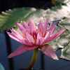 睡蓮4種-2