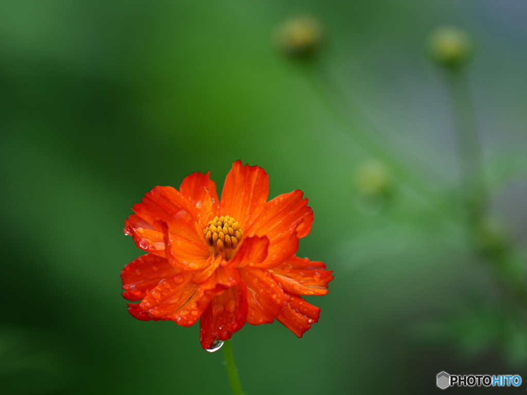 どしゃ降りの雨の後・・・