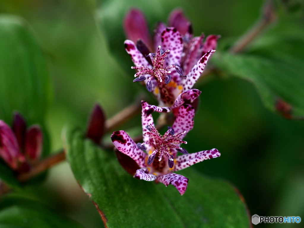 Toad lily