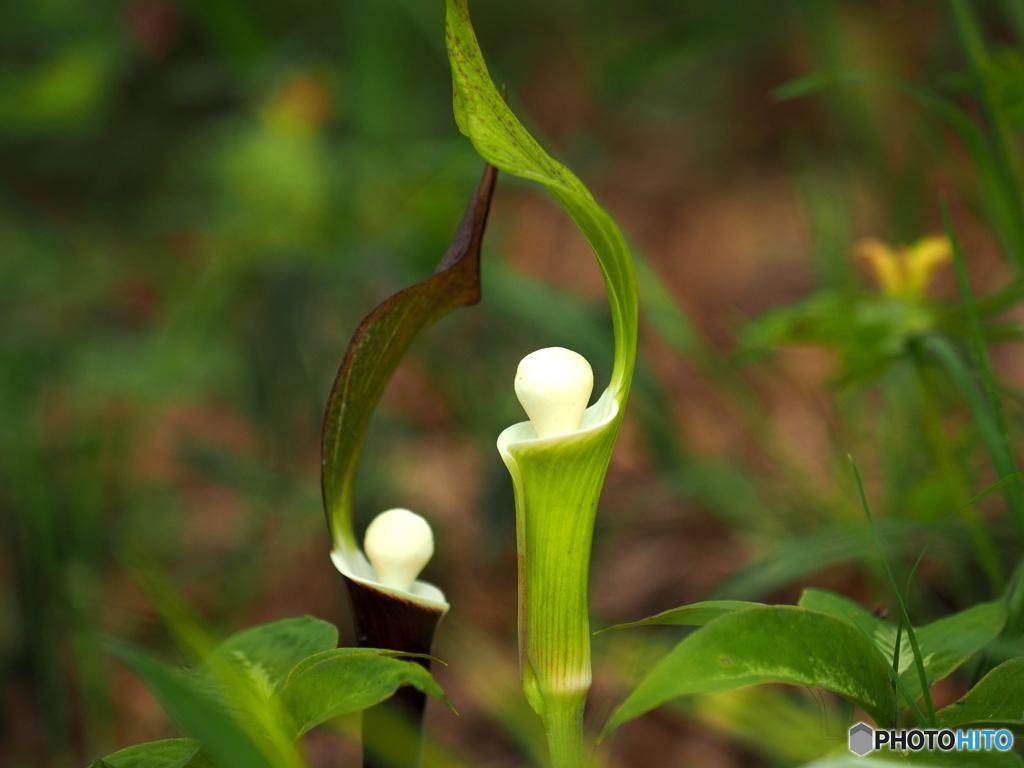 絶滅危惧植物