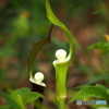 絶滅危惧植物