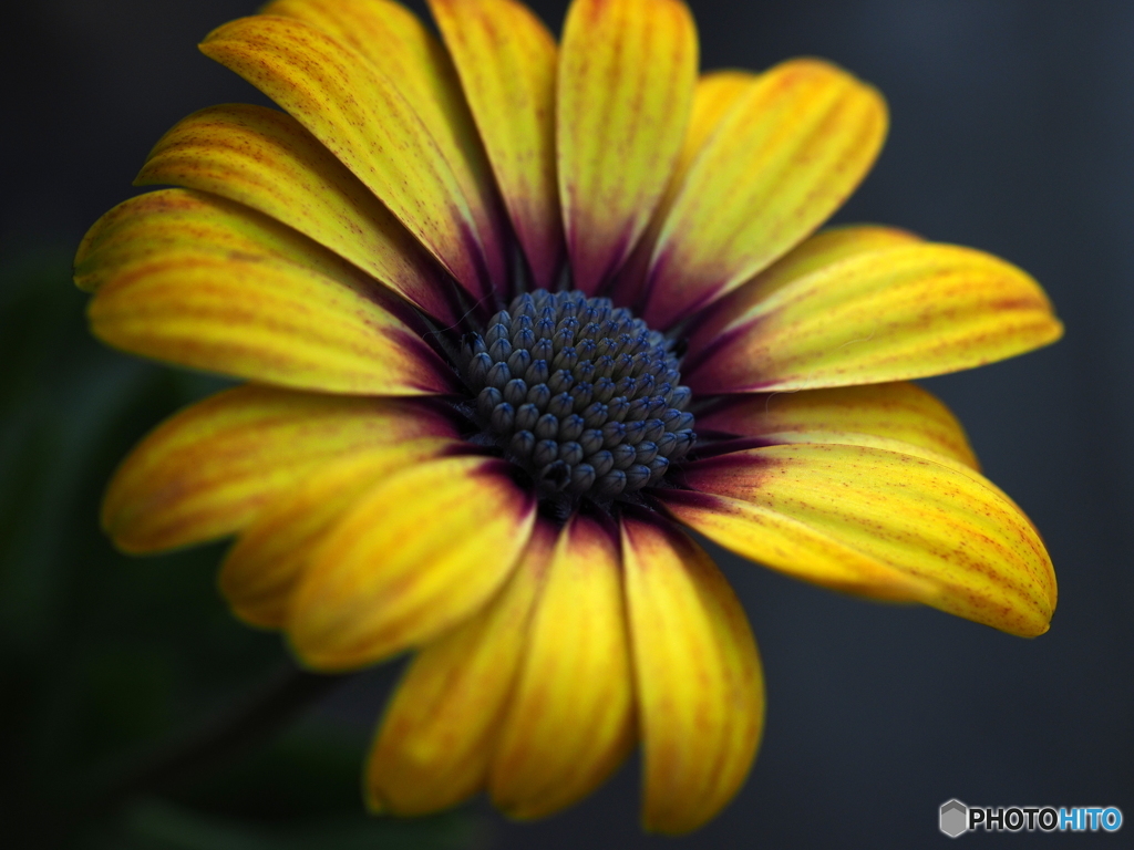 Osteospermum