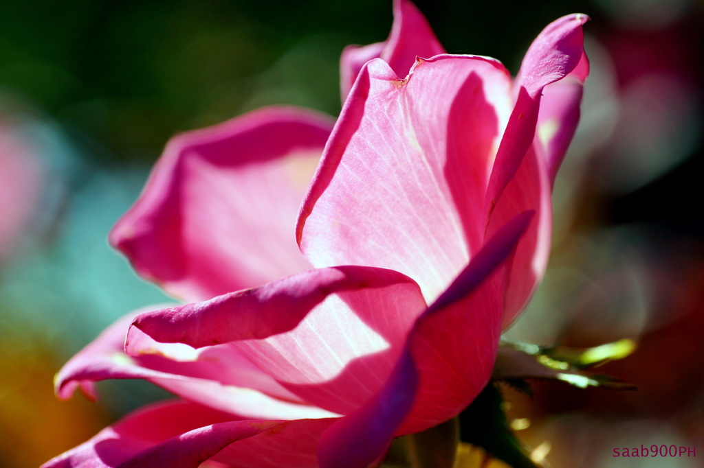 秋薔薇-1
