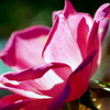 秋薔薇-1