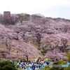 横浜式花見