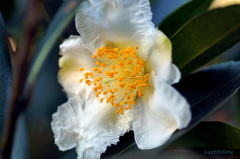 冬の花　椿