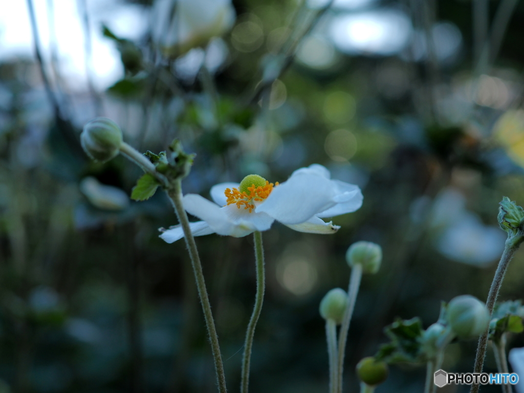 丸山公園にて