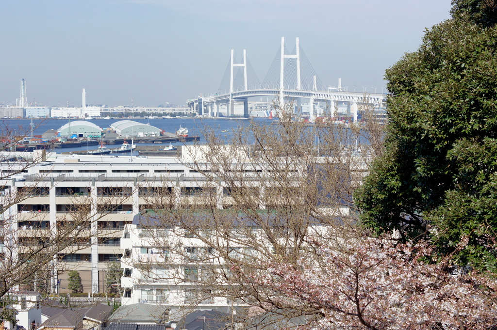 桜化粧-4