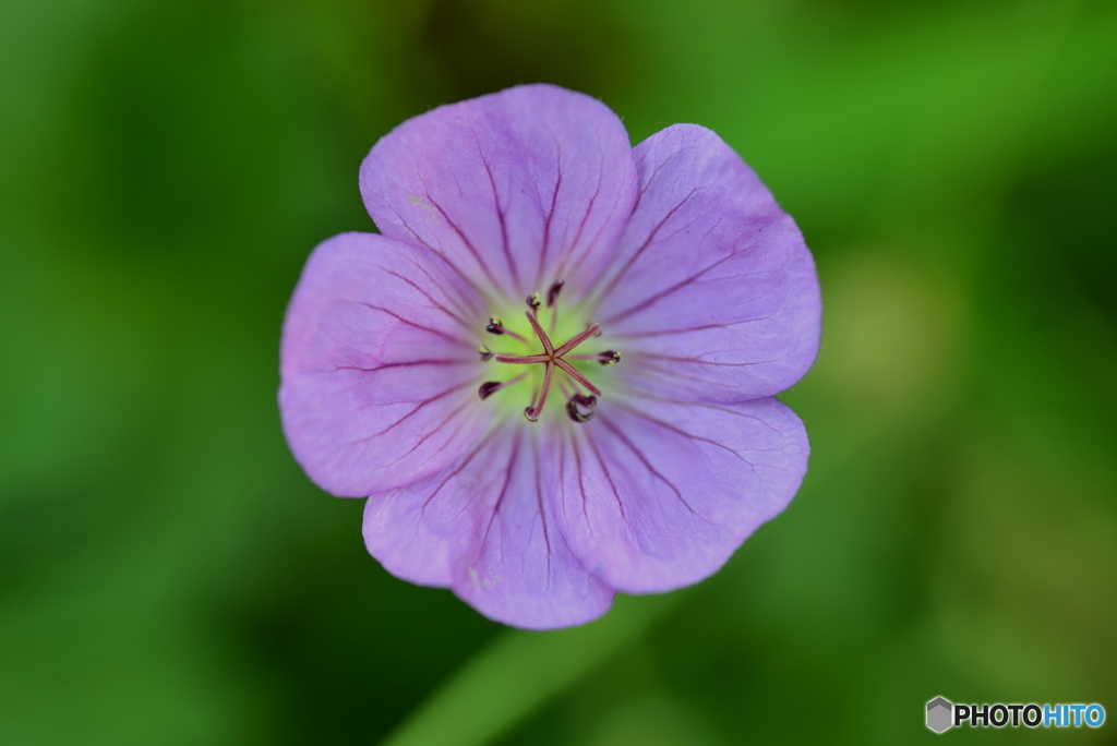 Petite Fleur