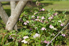 横浜公園春間近