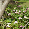 横浜公園春間近