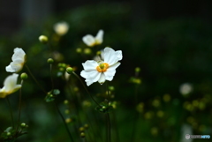 Japanese anemone