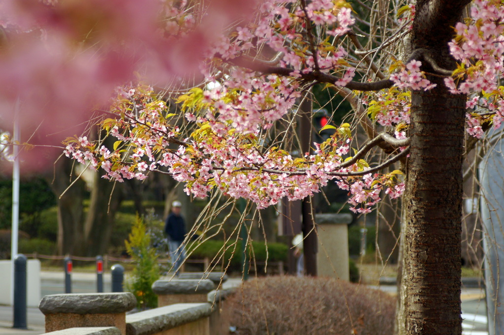 山手の河津桜-4