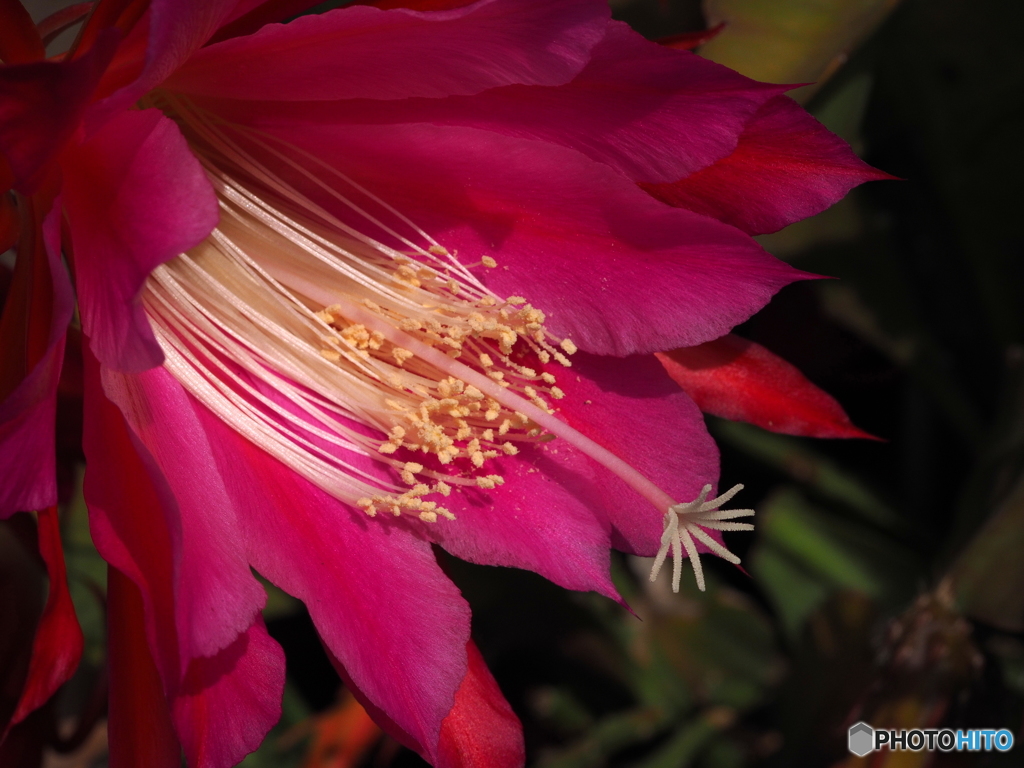 Epiphyllum