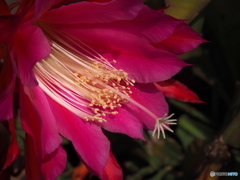 Epiphyllum