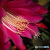 Epiphyllum