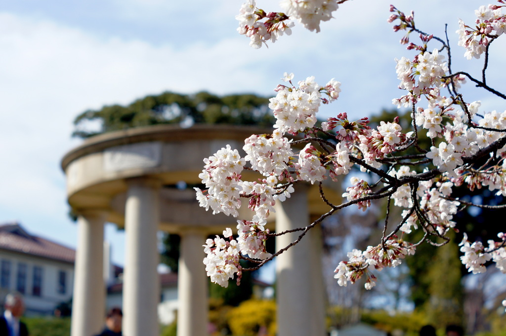 イギリス館を背景に桜満開