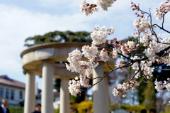 イギリス館を背景に桜満開