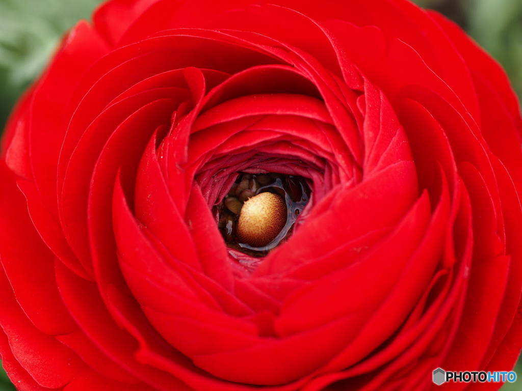 Red Ranunculus