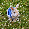 Rabbit　on  clover
