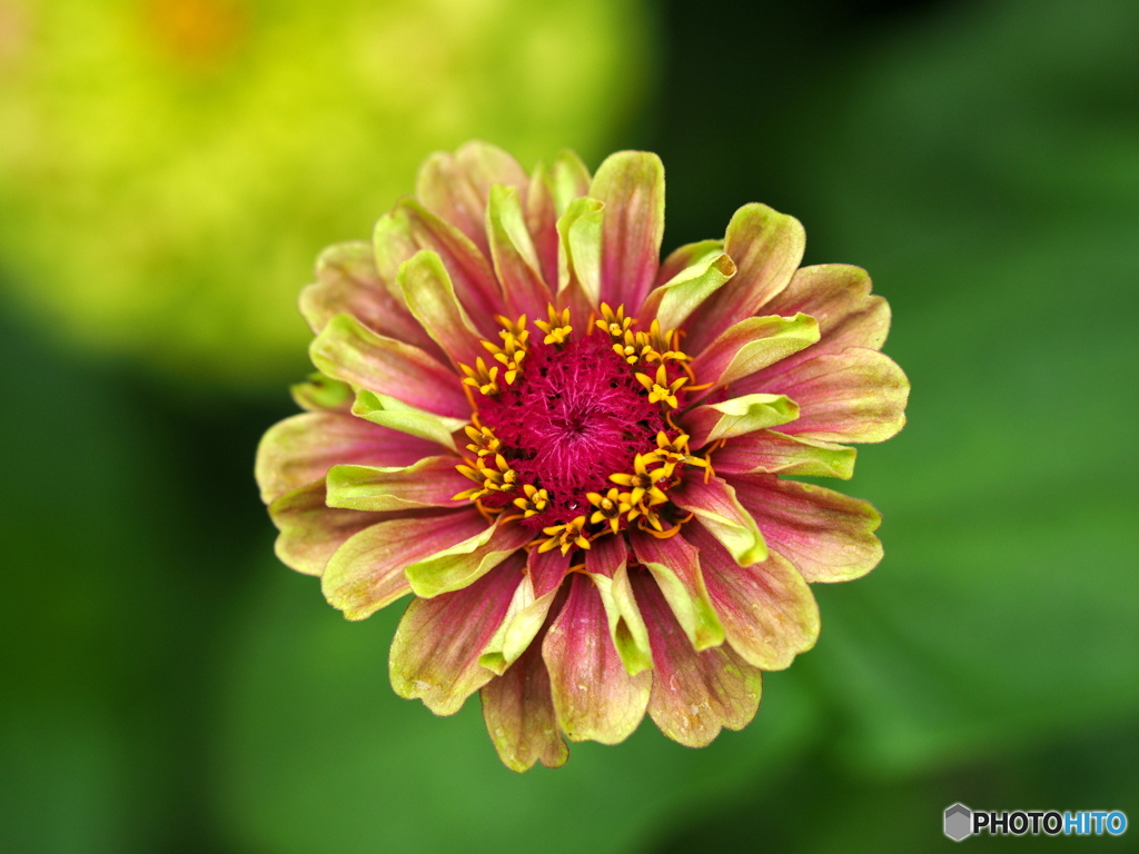 Zinnia 