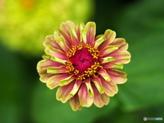 Zinnia 