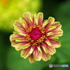 Zinnia 