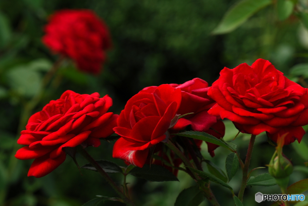 盛夏の薔薇