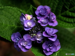 アメリカ山の紫陽花