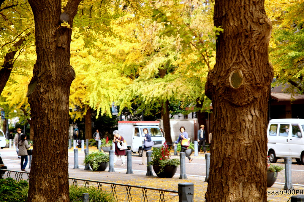 晩秋の日本大通り