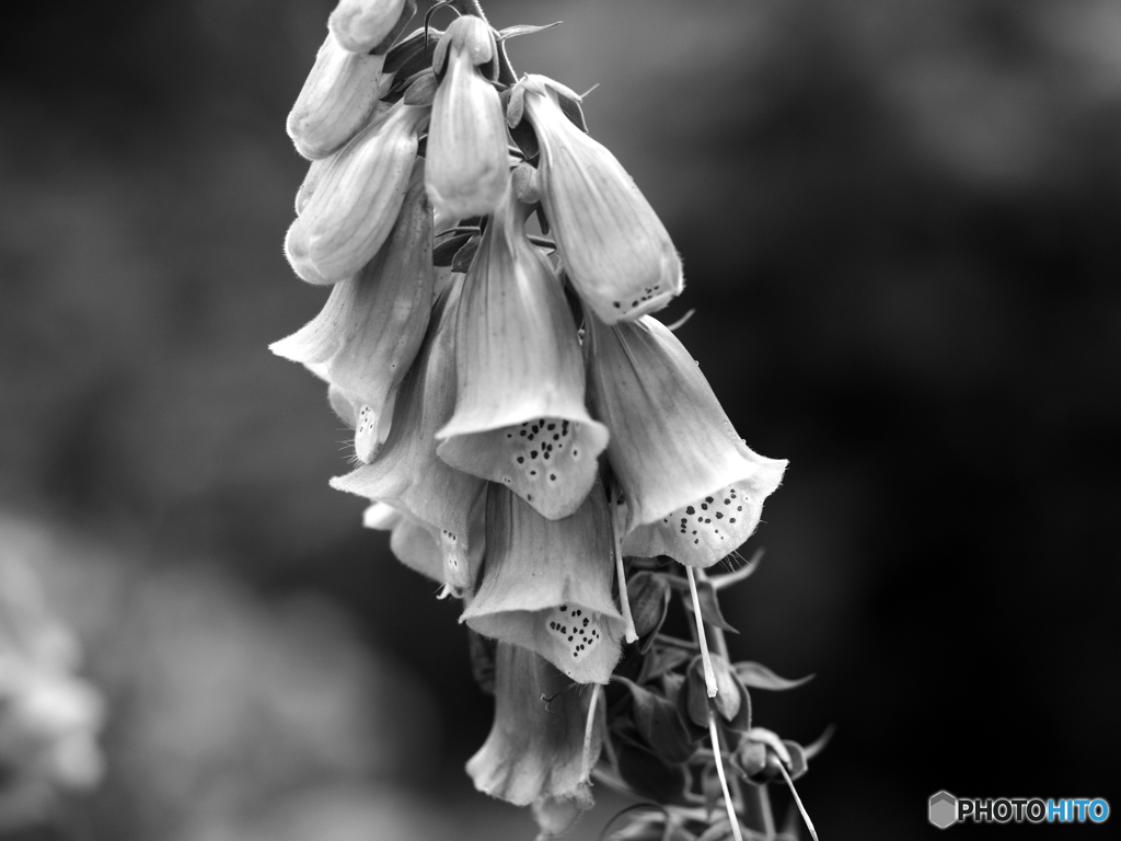 Digitalis