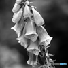 Digitalis