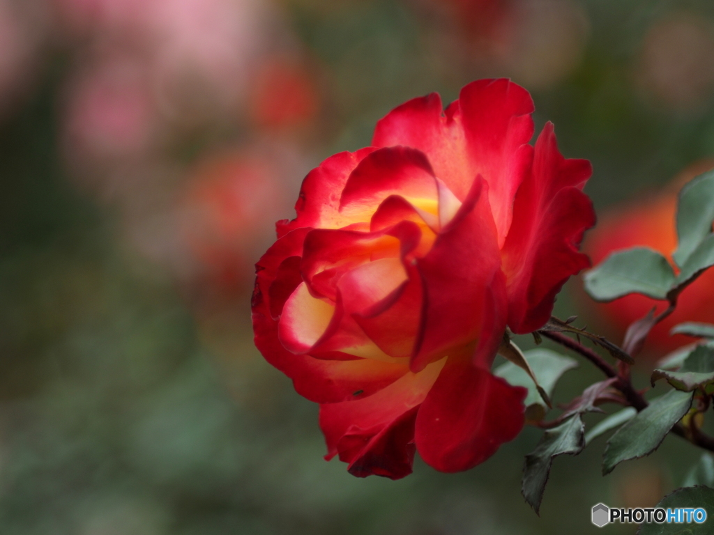 冬の薔薇園