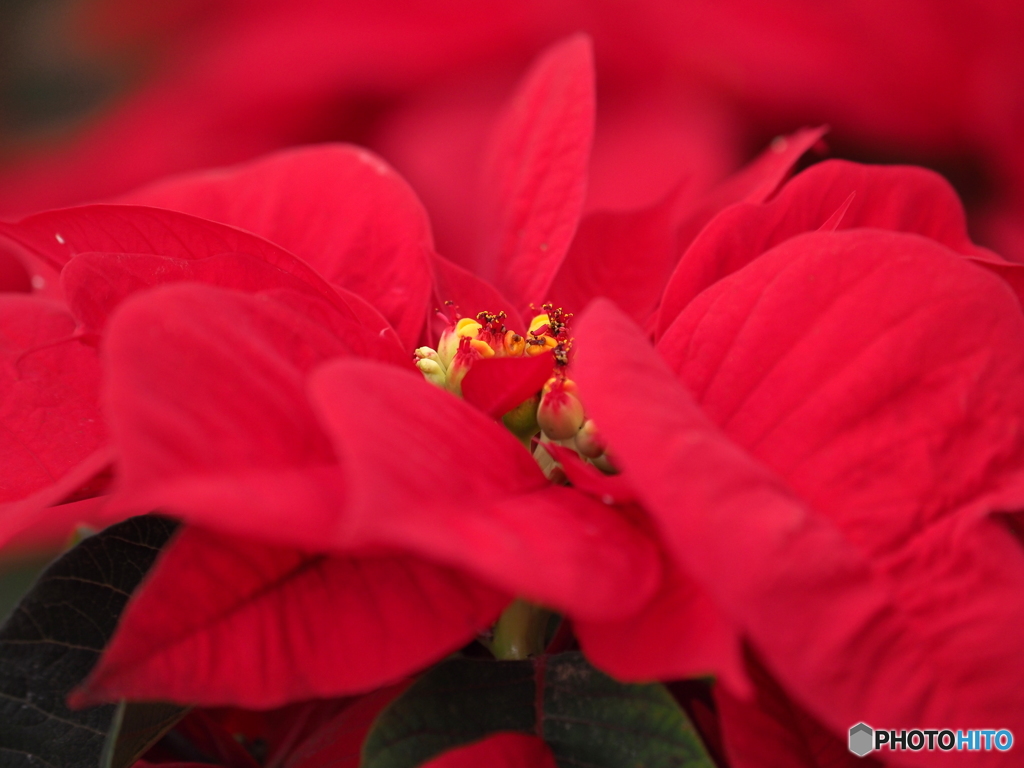 Christmas red